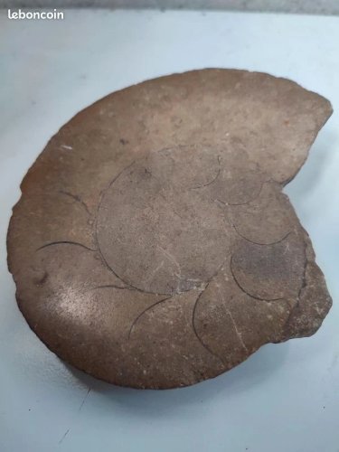fossile ammonite ? en bon etat