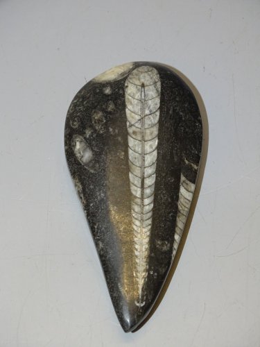 - FOSSILE D'ORTHOCERAS PIERRE COLLECTION mollusques céphalopodes VITRINE déco  D