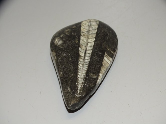 - FOSSILE D'ORTHOCERAS PIERRE COLLECTION mollusques céphalopodes VITRINE déco  D