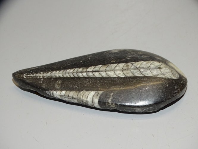 - FOSSILE D'ORTHOCERAS PIERRE COLLECTION mollusques céphalopodes VITRINE déco  D