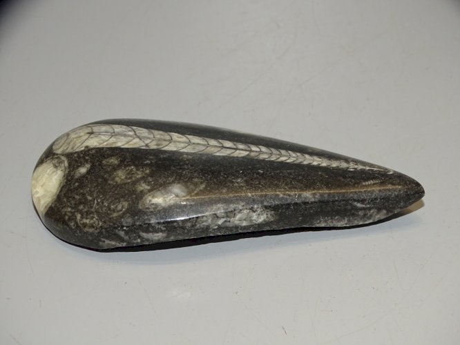 - FOSSILE D'ORTHOCERAS PIERRE COLLECTION mollusques céphalopodes VITRINE déco  D