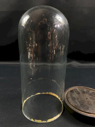 Globe cylindrique XIXe en verre sur socle en bois noirci Napoléon III