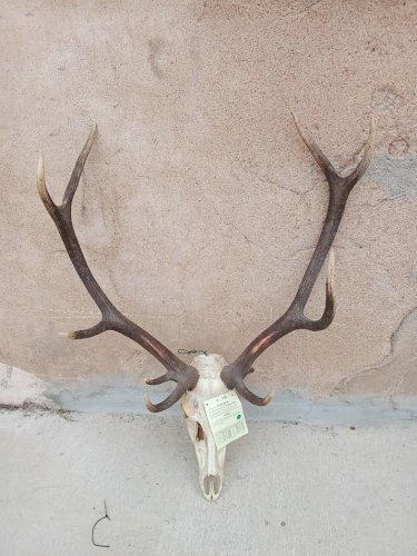 Grand crâne de cerf élaphe 10 cors