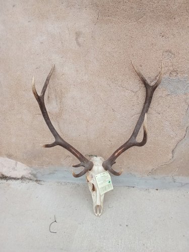 Grand crâne de cerf élaphe 10 cors