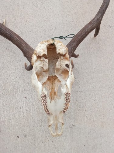 Grand crâne de cerf élaphe 10 cors