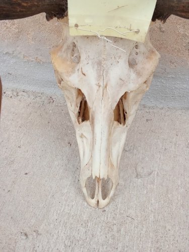 Grand crâne de cerf élaphe 10 cors
