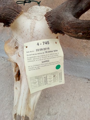 Grand crâne de cerf élaphe 10 cors