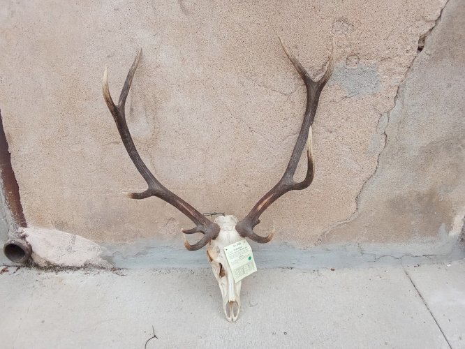 Grand crâne de cerf élaphe 10 cors