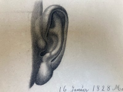 Grand Dessin antique Oreille Anatomie 1828 Portrait Crayon XIXe Curiosité