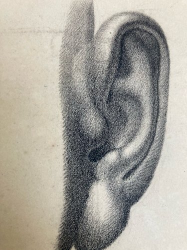 Grand Dessin antique Oreille Anatomie 1828 Portrait Crayon XIXe Curiosité