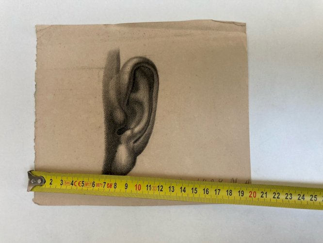Grand Dessin antique Oreille Anatomie 1828 Portrait Crayon XIXe Curiosité