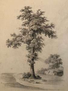 Great Drawing 19th Century 1850 Pencil Sheet Branch Romanticism Tree Ancient Rock Art