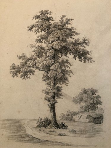 Grand Dessin XIXe 1850 crayon Feuille Branche Romantisme Arbre Ancien Rocher Art