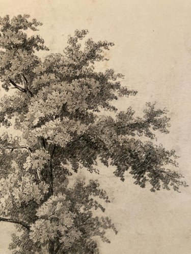 Grand Dessin XIXe 1850 crayon Feuille Branche Romantisme Arbre Ancien Rocher Art
