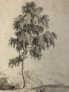 Great Drawing XIX 1850 pencil Landscape Old Tree To Identify Sheet Study