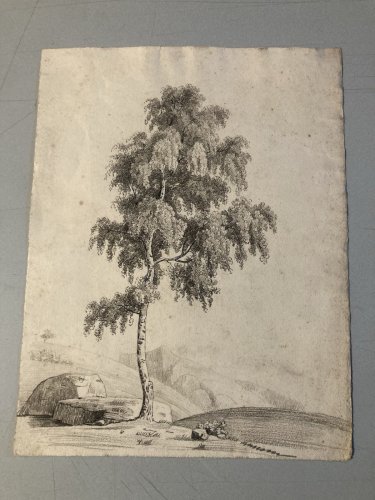 Grand Dessin XIXe 1850 crayon Paysage Arbre Ancien A Identifier Feuille Étude