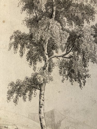 Grand Dessin XIXe 1850 crayon Paysage Arbre Ancien A Identifier Feuille Étude