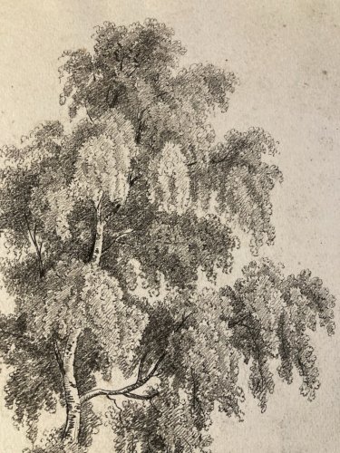 Grand Dessin XIXe 1850 crayon Paysage Arbre Ancien A Identifier Feuille Étude