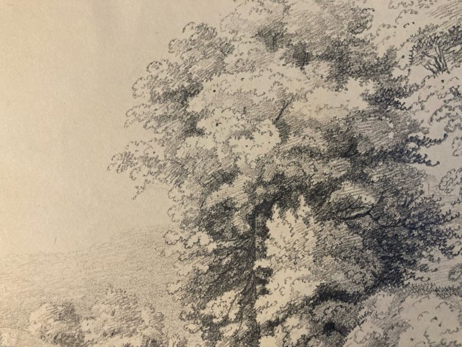 Grand Dessin XIXe 1850 crayon Paysage Arbre Forêt Ancien A Identifier Feuille