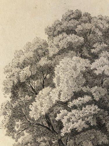 Grand Dessin XIXe 1850 crayon Paysage Etude Arbre Ancien A Identifier Feuille