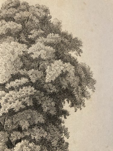 Grand Dessin XIXe 1850 crayon Paysage Etude Arbre Ancien A Identifier Feuille