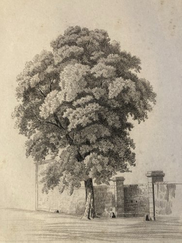Grand Dessin XIXe 1850 crayon Paysage Etude Arbre Ancien A Identifier Feuille