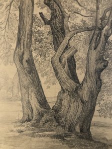 Grand Dessin XIXe 1888 crayon Feuille Branche Romantisme Arbre Ancien Tronc Art