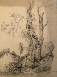Grand Dessin XIXe 1888 crayon Feuille Branche Romantisme Arbre Ancien Tronc Art