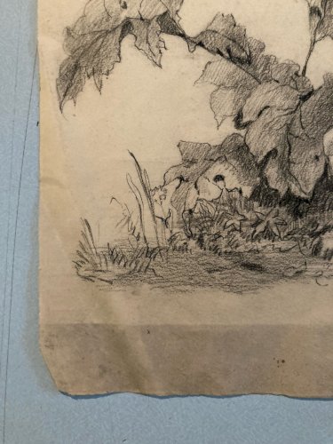 Grand Dessin XIXe 1888 crayon Feuille Branche Romantisme Arbre Ancien Tronc Art