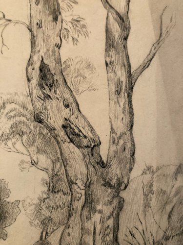 Grand Dessin XIXe 1888 crayon Feuille Branche Romantisme Arbre Ancien Tronc Art