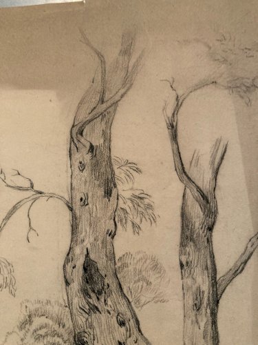 Grand Dessin XIXe 1888 crayon Feuille Branche Romantisme Arbre Ancien Tronc Art