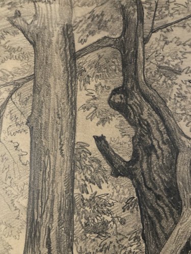 Grand Dessin XIXe 1888 crayon Feuille Branche Romantisme Arbre Ancien Tronc Art