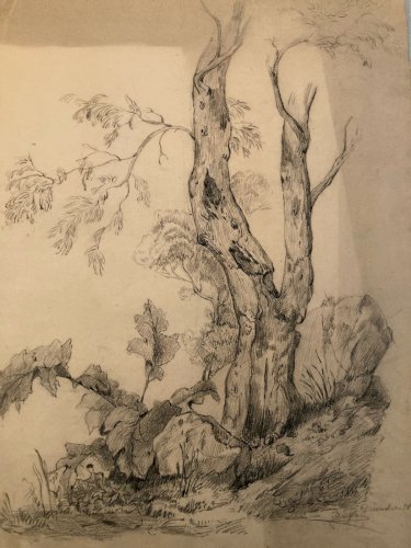 Grand Dessin XIXe 1888 crayon Feuille Branche Romantisme Arbre Ancien Tronc Art