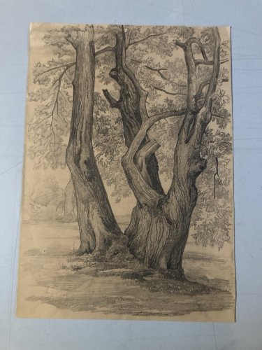 Grand Dessin XIXe 1888 crayon Feuille Branche Romantisme Arbre Ancien Tronc Art