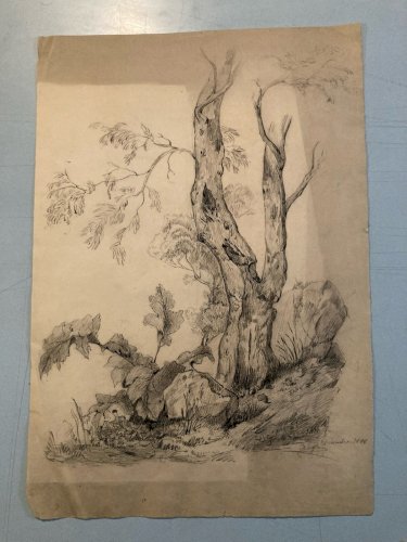 Grand Dessin XIXe 1888 crayon Feuille Branche Romantisme Arbre Ancien Tronc Art