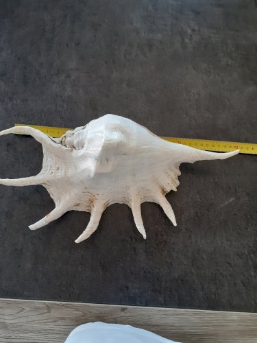  COQUILLAGE .GRAND LAMBIS