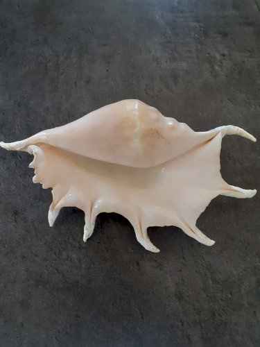  COQUILLAGE .GRAND LAMBIS