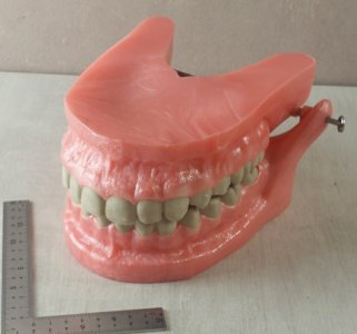 Large educational dental jaw model, object of curiosity, UFSBD