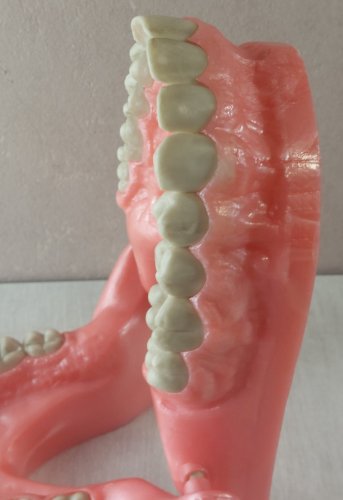 Grand modèle mâchoire dentaire éducative, objet de curiosité, UFSBD