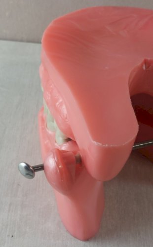 Grand modèle mâchoire dentaire éducative, objet de curiosité, UFSBD