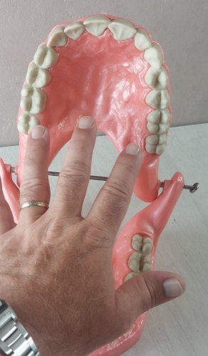 Grand modèle mâchoire dentaire éducative, objet de curiosité, UFSBD