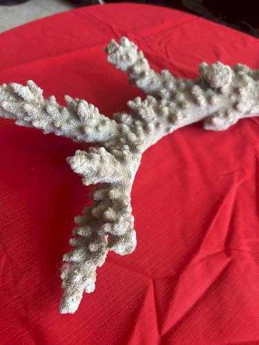 Grande branche de corail en branche de collection 