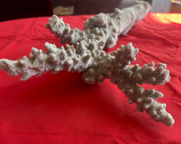 Grande branche de corail en branche de collection 