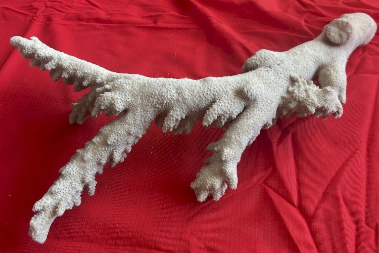 Grande branche de corail en branche de collection 