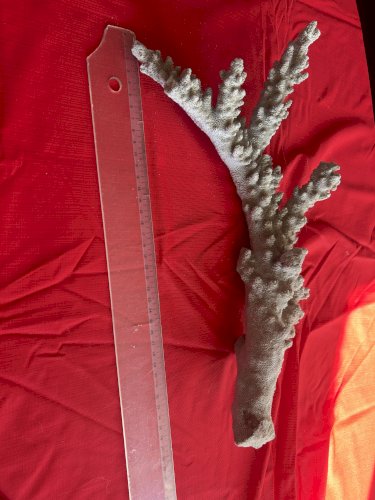 Grande branche de corail en branche de collection 