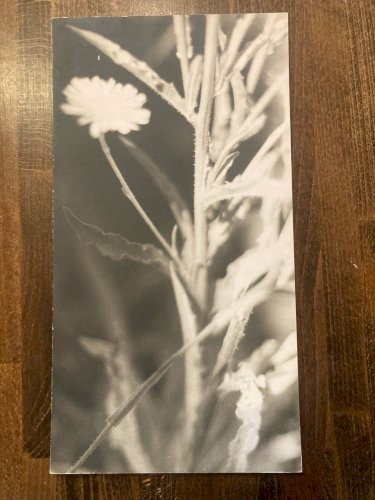 Grande Originale Photo Francis VENDEUGE Photographie Feuille Edelweiss 1960 Art