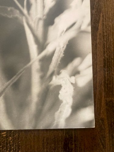 Grande Originale Photo Francis VENDEUGE Photographie Feuille Edelweiss 1960 Art