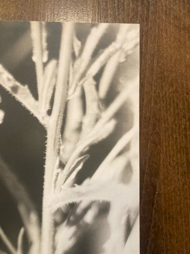 Grande Originale Photo Francis VENDEUGE Photographie Feuille Edelweiss 1960 Art