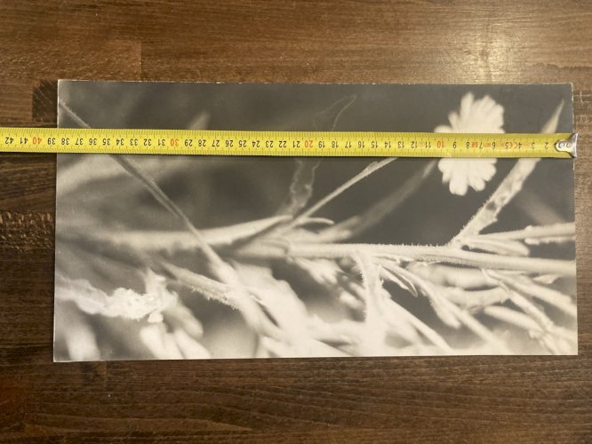 Grande Originale Photo Francis VENDEUGE Photographie Feuille Edelweiss 1960 Art