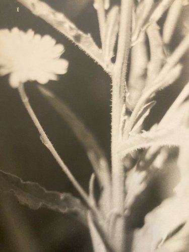 Grande Originale Photo Francis VENDEUGE Photographie Feuille Edelweiss 1960 Art